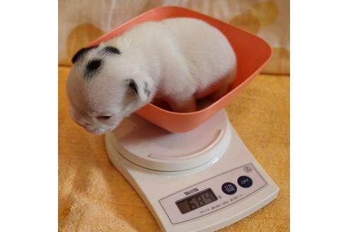 成約済の愛知県のフレンチブルドッグ-58301の26枚目