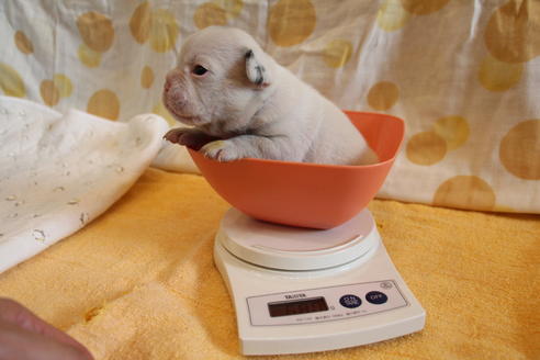 成約済の愛知県のフレンチブルドッグ-58301の25枚目