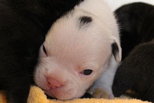 成約済の愛知県のフレンチブルドッグ-58301の24枚目