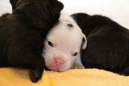 成約済の愛知県のフレンチブルドッグ-58301の23枚目