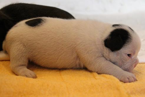 成約済の愛知県のフレンチブルドッグ-58301の22枚目