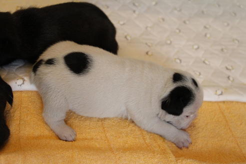 成約済の愛知県のフレンチブルドッグ-58301の21枚目