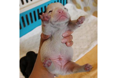 成約済の愛知県のフレンチブルドッグ-58301の19枚目