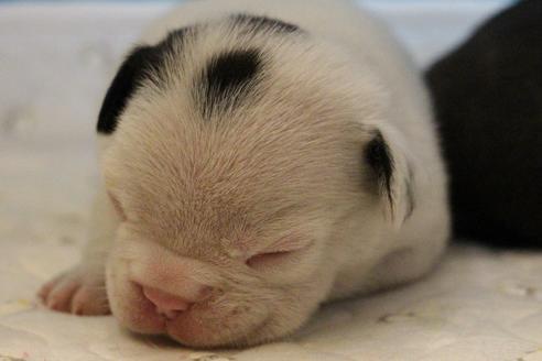 成約済の愛知県のフレンチブルドッグ-58301の18枚目