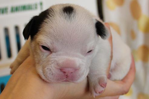 成約済の愛知県のフレンチブルドッグ-58301の17枚目