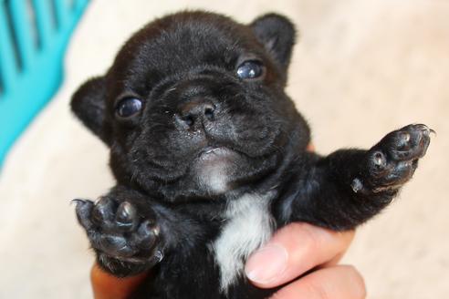 成約済の愛知県のフレンチブルドッグ-58303の37枚目