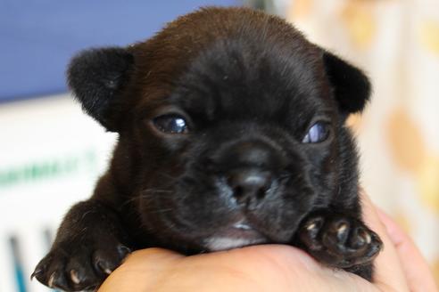 成約済の愛知県のフレンチブルドッグ-58303の35枚目