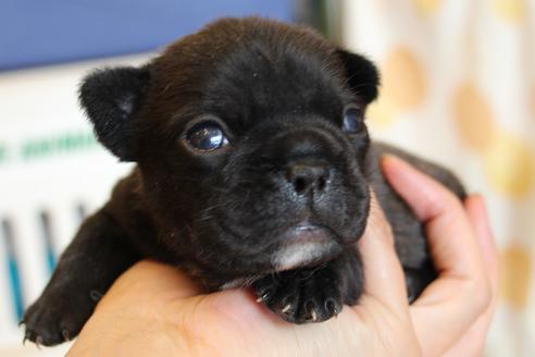 成約済の愛知県のフレンチブルドッグ-58303の34枚目