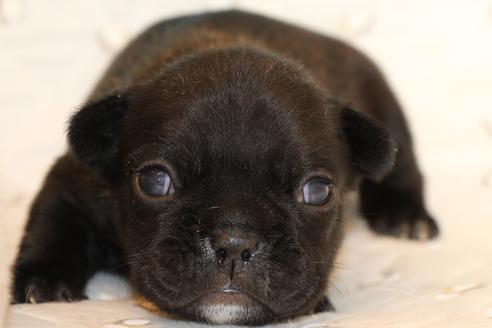 成約済の愛知県のフレンチブルドッグ-58303の33枚目