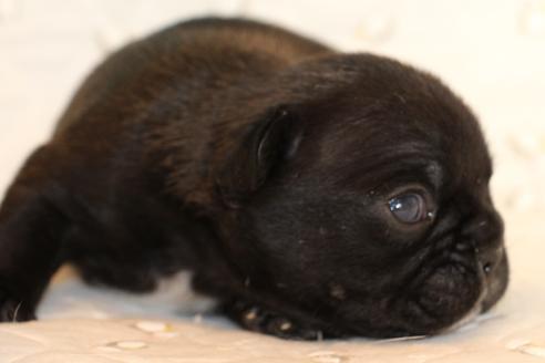 成約済の愛知県のフレンチブルドッグ-58303の32枚目