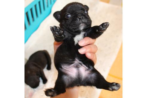 成約済の愛知県のフレンチブルドッグ-58303の31枚目