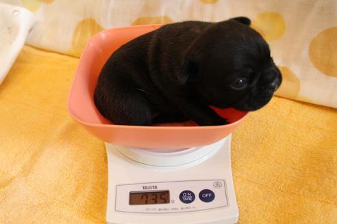 成約済の愛知県のフレンチブルドッグ-58302の33枚目