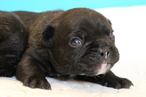 成約済の愛知県のフレンチブルドッグ-58302の32枚目