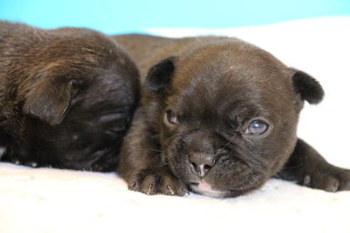 成約済の愛知県のフレンチブルドッグ-58302の31枚目