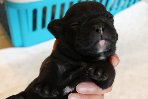 成約済の愛知県のフレンチブルドッグ-58302の29枚目