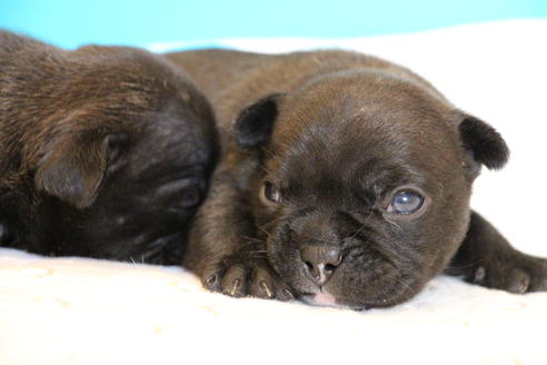 成約済の愛知県のフレンチブルドッグ-58302の28枚目