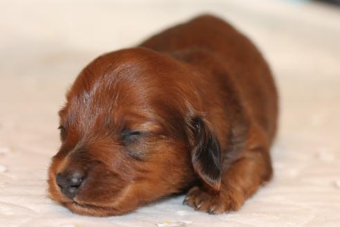 成約済の愛知県のカニンヘンダックスフンド(ロングヘアード)-58269の40枚目