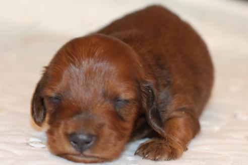 成約済の愛知県のカニンヘンダックスフンド(ロングヘアード)-58269の39枚目