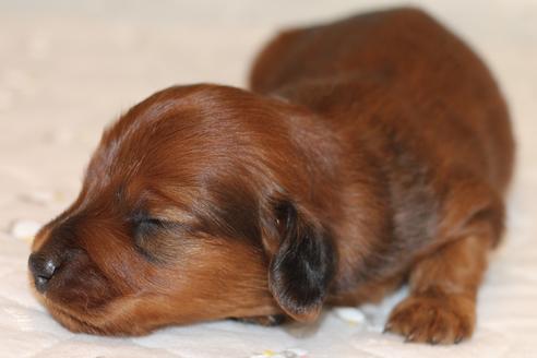 成約済の愛知県のカニンヘンダックスフンド(ロングヘアード)-58269の38枚目