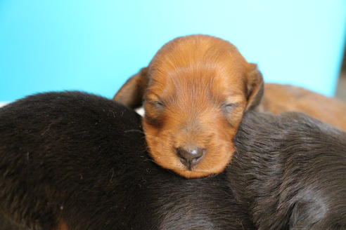 成約済の愛知県のカニンヘンダックスフンド(ロングヘアード)-58269の37枚目