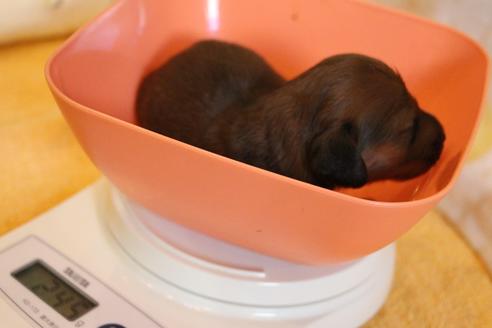 成約済の愛知県のカニンヘンダックスフンド(ロングヘアード)-58269の36枚目