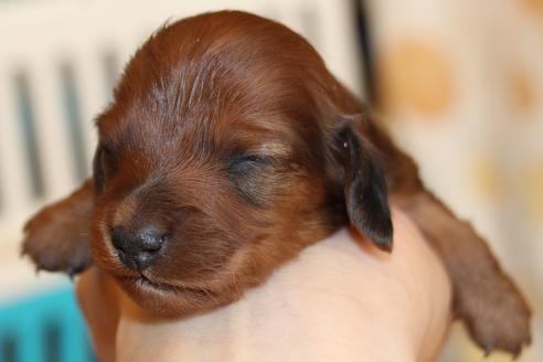 成約済の愛知県のカニンヘンダックスフンド(ロングヘアード)-58269の35枚目