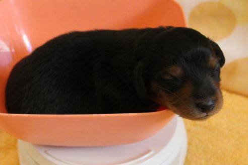 成約済の愛知県のカニンヘンダックスフンド(ロングヘアード)-58270の47枚目