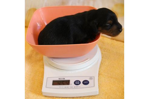 成約済の愛知県のカニンヘンダックスフンド(ロングヘアード)-58270の46枚目