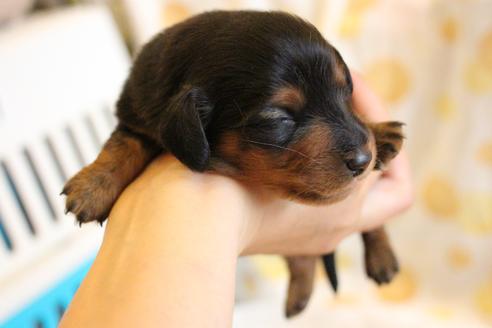成約済の愛知県のカニンヘンダックスフンド(ロングヘアード)-58270の45枚目