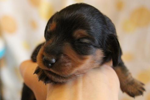 成約済の愛知県のカニンヘンダックスフンド(ロングヘアード)-58270の44枚目