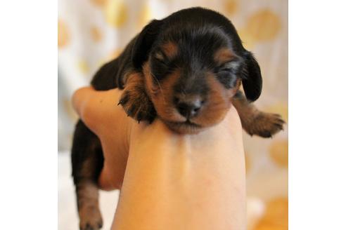 成約済の愛知県のカニンヘンダックスフンド(ロングヘアード)-58270の43枚目