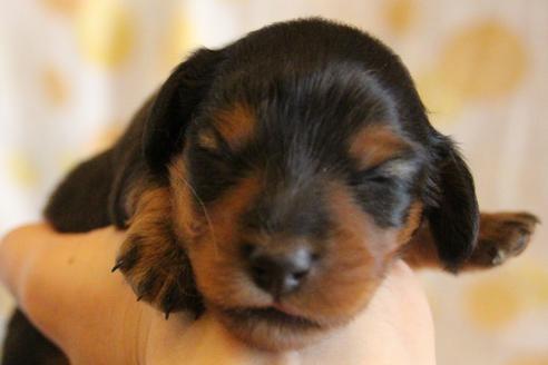 成約済の愛知県のカニンヘンダックスフンド(ロングヘアード)-58270の42枚目