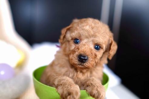 成約済の滋賀県のトイプードル-58317の1枚目