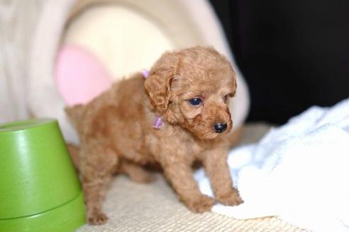 成約済の滋賀県のトイプードル-58317の5枚目