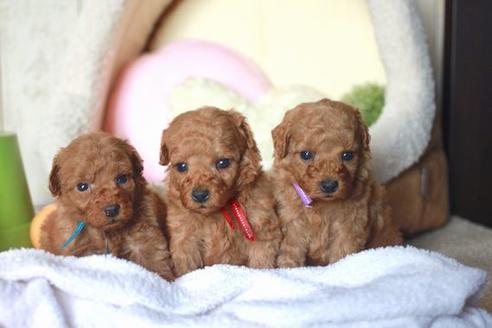 成約済の滋賀県のトイプードル-58317の4枚目