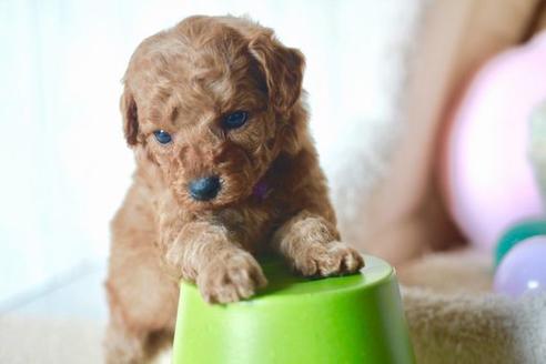 成約済の滋賀県のトイプードル-58317の3枚目