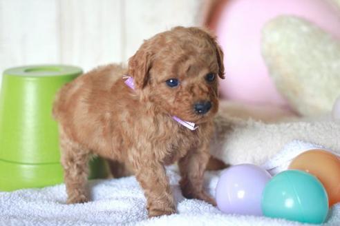 成約済の滋賀県のトイプードル-58317の2枚目