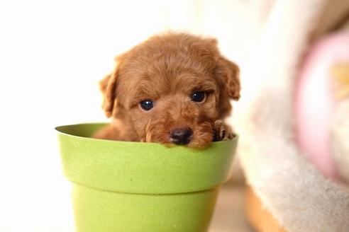 成約済の滋賀県のトイプードル-58319の1枚目