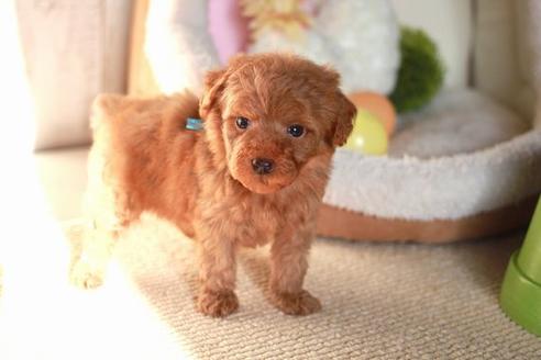 成約済の滋賀県のトイプードル-58319の5枚目