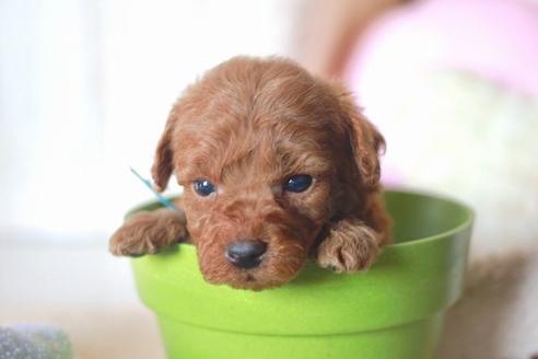 成約済の滋賀県のトイプードル-58319の3枚目