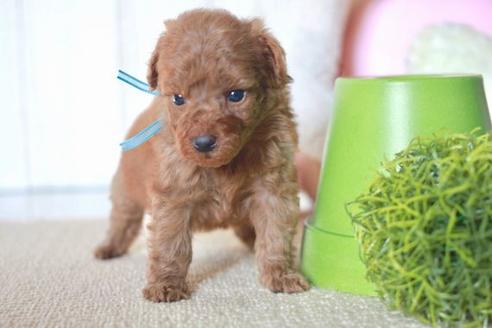 成約済の滋賀県のトイプードル-58319の2枚目