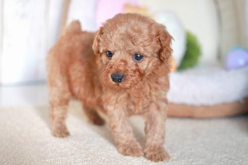 成約済の滋賀県のトイプードル-58320の1枚目