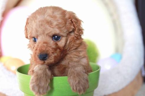 成約済の滋賀県のトイプードル-58320の5枚目