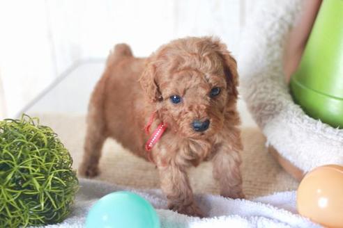 成約済の滋賀県のトイプードル-58320の3枚目