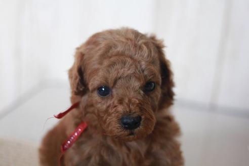 成約済の滋賀県のトイプードル-58320の2枚目