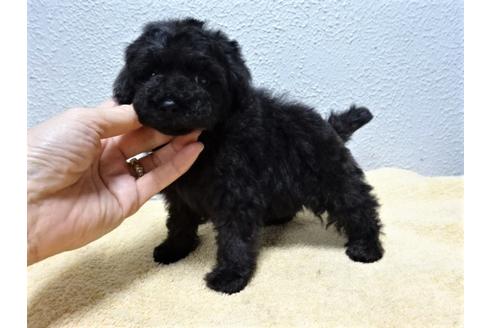 成約済の大阪府のトイプードル-58736の2枚目