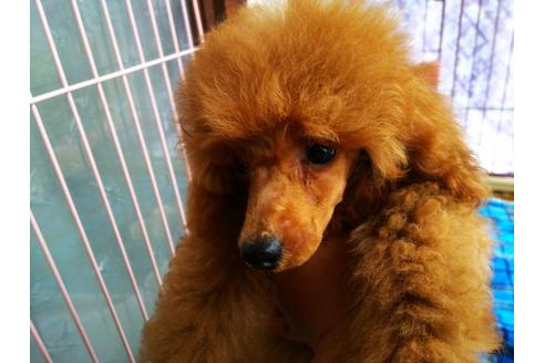 成約済の栃木県のトイプードル-54447の6枚目