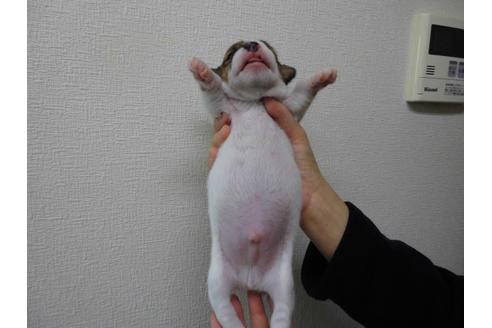 成約済の千葉県のジャックラッセルテリア-58761の3枚目