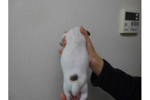 成約済の千葉県のジャックラッセルテリア-58761の2枚目