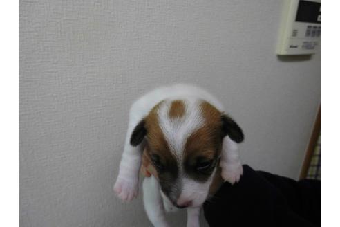 成約済の千葉県のジャックラッセルテリア-58761の1枚目